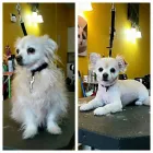 Business 6 image BARKLEYS MUTTLAND PET GROOMING Pet Grooming Services in Kelowna BC