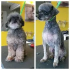 Business 1 image BARKLEYS MUTTLAND PET GROOMING Pet Grooming Services in Kelowna BC