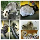 Business 2 image BARKLEYS MUTTLAND PET GROOMING Pet Grooming Services in Kelowna BC