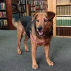 Entreprises 1 image BASTION BOOKS Shopping dans Victoria BC