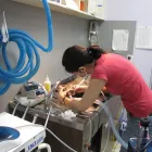 Entreprises 1 image BAYVIEW MALL VETERINARY CLINIC Veterinarians dans North York ON