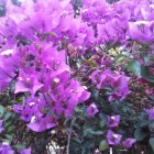 Entreprises 1 image BEAL A LYNNE DR Psychologists dans Toronto ON