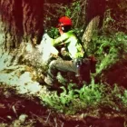 Business 2 image BEDNESTI TREE SERVICES INC Tree Work & Forestry Services in Prince George BC
