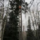 Business 3 image BEDNESTI TREE SERVICES INC Tree Work & Forestry Services in Prince George BC