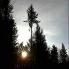 Business 5 image BEDNESTI TREE SERVICES INC Tree Work & Forestry Services in Prince George BC