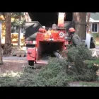 Business 7 image BEDNESTI TREE SERVICES INC Tree Work & Forestry Services in Prince George BC