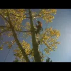 Business 8 image BEDNESTI TREE SERVICES INC Tree Work & Forestry Services in Prince George BC
