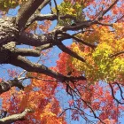 Business 1 image BEECHWOOD FUNERAL CEMETERY & CREMATION SERVICES Funeral Services & Crematories in Vanier ON