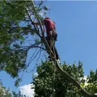 Entreprises 4 image BEECHWOOD TREE CO Tree Work & Forestry Services dans Brampton ON
