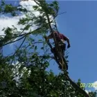 Entreprises 6 image BEECHWOOD TREE CO Tree Work & Forestry Services dans Brampton ON