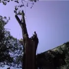 Entreprises 7 image BEECHWOOD TREE CO Tree Work & Forestry Services dans Brampton ON
