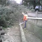 Entreprises 8 image BEECHWOOD TREE CO Tree Work & Forestry Services dans Brampton ON