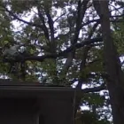 Entreprises 9 image BEECHWOOD TREE CO Tree Work & Forestry Services dans Brampton ON