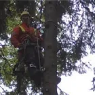 Entreprises 10 image BEECHWOOD TREE CO Tree Work & Forestry Services dans Brampton ON