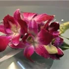 Business 7 image BELLAMY FLOWERS - LOCATED IN THE HEART OF MISSISSAUGA & BRAMPTON Shopping in Brampton ON