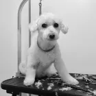 Business 3 image BEST MOBILE PET GROOMING Pet Grooming Services in Orléans ON