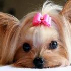 Business 4 image BEST MOBILE PET GROOMING Pet Grooming Services in Orléans ON