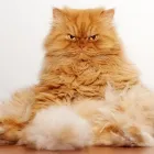 Business 5 image BEST MOBILE PET GROOMING Pet Grooming Services in Orléans ON