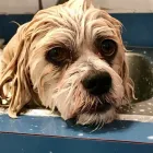 Business 2 image BEST MOBILE PET GROOMING Pet Grooming Services in Orléans ON