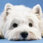 Business 7 image BEST MOBILE PET GROOMING Pet Grooming Services in Orléans ON
