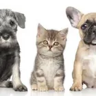 Business 8 image BEST MOBILE PET GROOMING Pet Grooming Services in Orléans ON