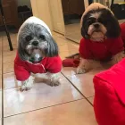 Business 9 image BEST MOBILE PET GROOMING Pet Grooming Services in Orléans ON