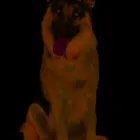 Business 8 image BESTIES PET SPA & CUISINE Pet & Animal Services in Belleville ON