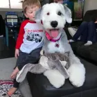 Business 10 image BESTIES PET SPA & CUISINE Pet & Animal Services in Belleville ON