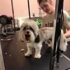 Business 11 image BESTIES PET SPA & CUISINE Pet & Animal Services in Belleville ON