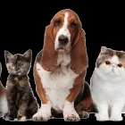 Business 14 image BESTIES PET SPA & CUISINE Pet & Animal Services in Belleville ON