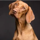 Business 3 image BESTIES PET SPA & CUISINE Pet & Animal Services in Belleville ON