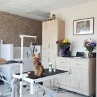 Business 3 image BITU'S PET SERVICES - PET GROOMING & K9 AQUAFITNESS Pet Grooming Services in Brampton ON