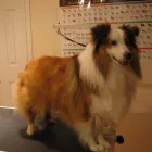 Business 6 image BITU'S PET SERVICES - PET GROOMING & K9 AQUAFITNESS Pet Grooming Services in Brampton ON