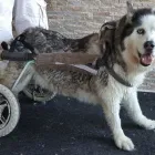 Business 7 image BITU'S PET SERVICES - PET GROOMING & K9 AQUAFITNESS Pet Grooming Services in Brampton ON