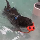 Business 10 image BITU'S PET SERVICES - PET GROOMING & K9 AQUAFITNESS Pet Grooming Services in Brampton ON