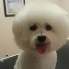 Business 11 image BITU'S PET SERVICES - PET GROOMING & K9 AQUAFITNESS Pet Grooming Services in Brampton ON