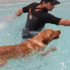 Business 12 image BITU'S PET SERVICES - PET GROOMING & K9 AQUAFITNESS Pet Grooming Services in Brampton ON