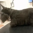 Business 14 image BITU'S PET SERVICES - PET GROOMING & K9 AQUAFITNESS Pet Grooming Services in Brampton ON