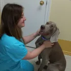 Business 2 image BLOOR-KIPLING ANIMAL CLINIC Veterinarians in Etobicoke ON