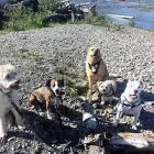 Entreprises 1 image BOWDOG Pet & Animal Services dans Calgary AB