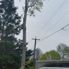Entreprises 6 image BRANCHES TREE SERVICE Tree Work & Forestry Services dans Bowmanville ON