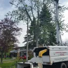 Entreprises 8 image BRANCHES TREE SERVICE Tree Work & Forestry Services dans Bowmanville ON