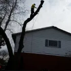 Entreprises 9 image BRANCHES TREE SERVICE Tree Work & Forestry Services dans Bowmanville ON