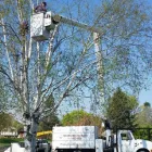Entreprises 1 image BRANCHES TREE SERVICE Tree Work & Forestry Services dans Bowmanville ON