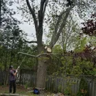 Entreprises 11 image BRANCHES TREE SERVICE Tree Work & Forestry Services dans Bowmanville ON