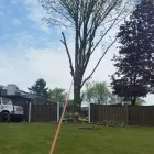 Entreprises 12 image BRANCHES TREE SERVICE Tree Work & Forestry Services dans Bowmanville ON