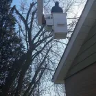 Entreprises 14 image BRANCHES TREE SERVICE Tree Work & Forestry Services dans Bowmanville ON