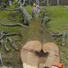 Entreprises 16 image BRANCHES TREE SERVICE Tree Work & Forestry Services dans Bowmanville ON