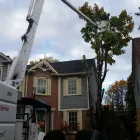 Entreprises 18 image BRANCHES TREE SERVICE Tree Work & Forestry Services dans Bowmanville ON