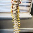 Business 8 image BROADMEAD ORTHOPAEDIC PHYSIOTHERAPY CLINIC Physiotherapists in Victoria BC